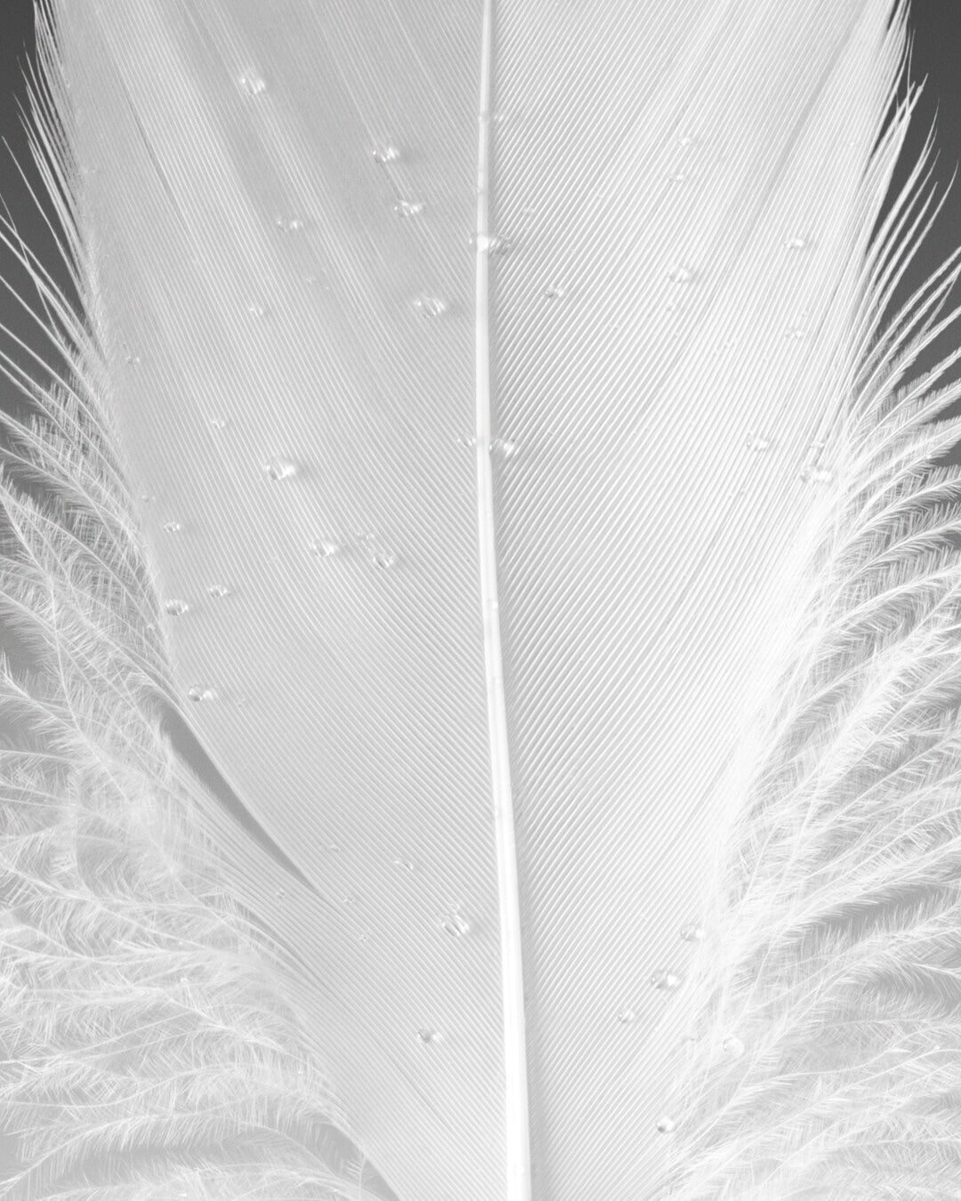 Nước Hoa GUCCI Muschio Di Luce Eau de Parfum