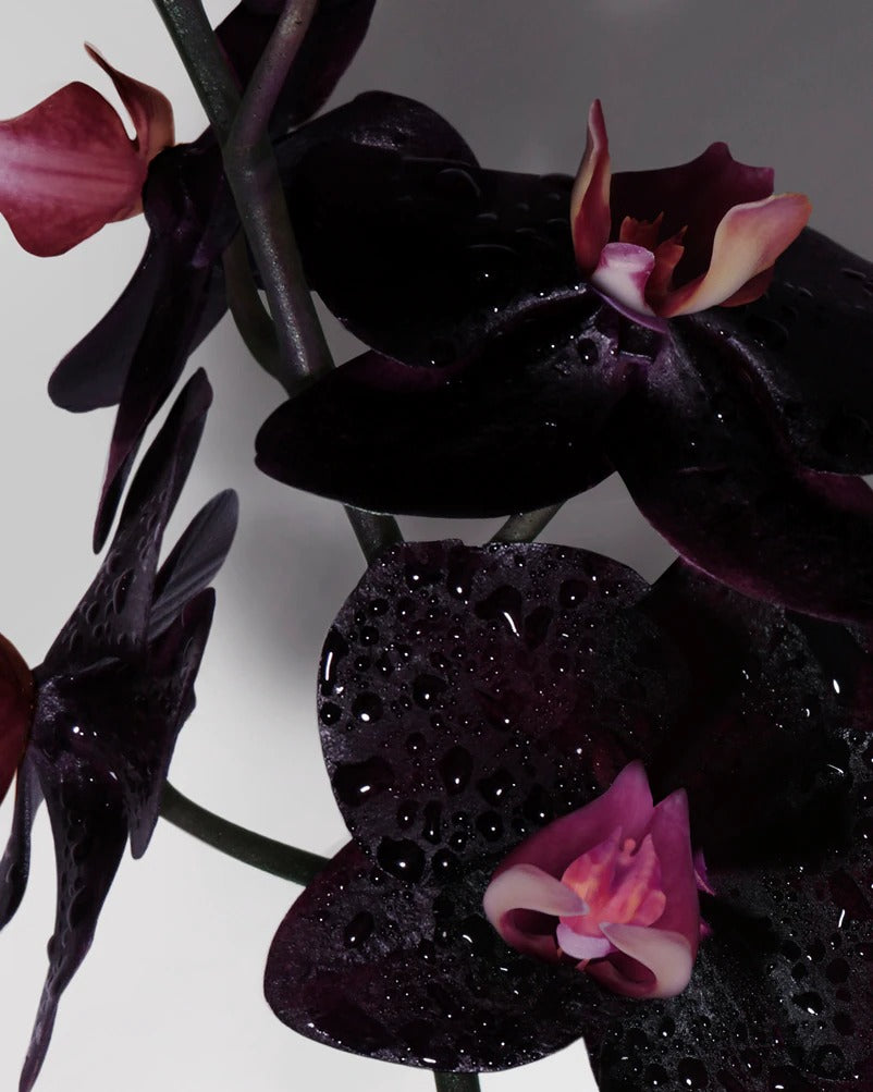 Nước Hoa TOM FORD Black Orchid Eau De Parfum #10 mL