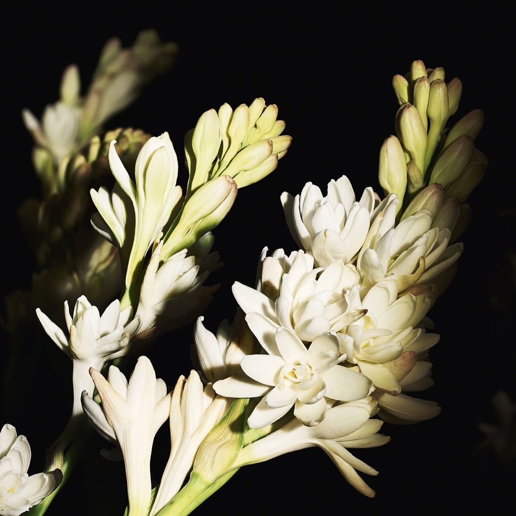 Nước Hoa YSL Gold - Le Vestiaire Des Parfums-Kallos