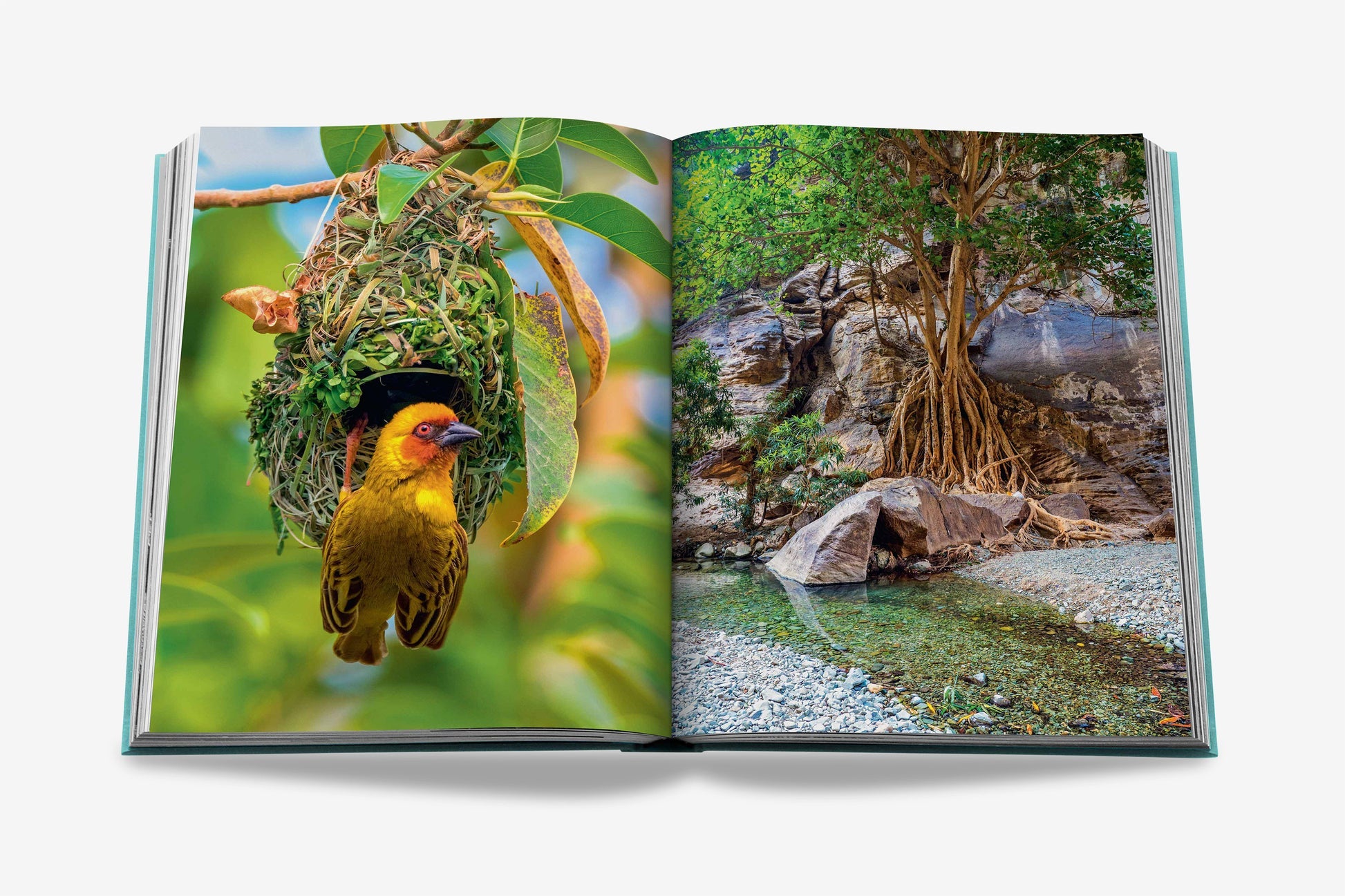 Sách ASSOULINE Saudi Arabia: Red Sea, The Saudi Coast - Kallos Vietnam