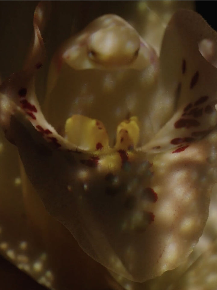 Sữa Dưỡng CHANEL Sublimage L&