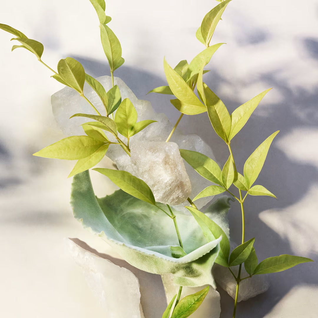 Sữa Dưỡng Thể BVLGARI Eau Parfumée Thé Blanc Body Lotion