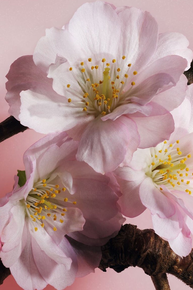 Sữa Dưỡng Thể Dior Sakura Hand And Body Lotion