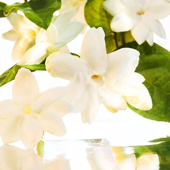 Sữa Dưỡng Thể GUERLAIN Mon Guerlain Body Lotion-Kallos