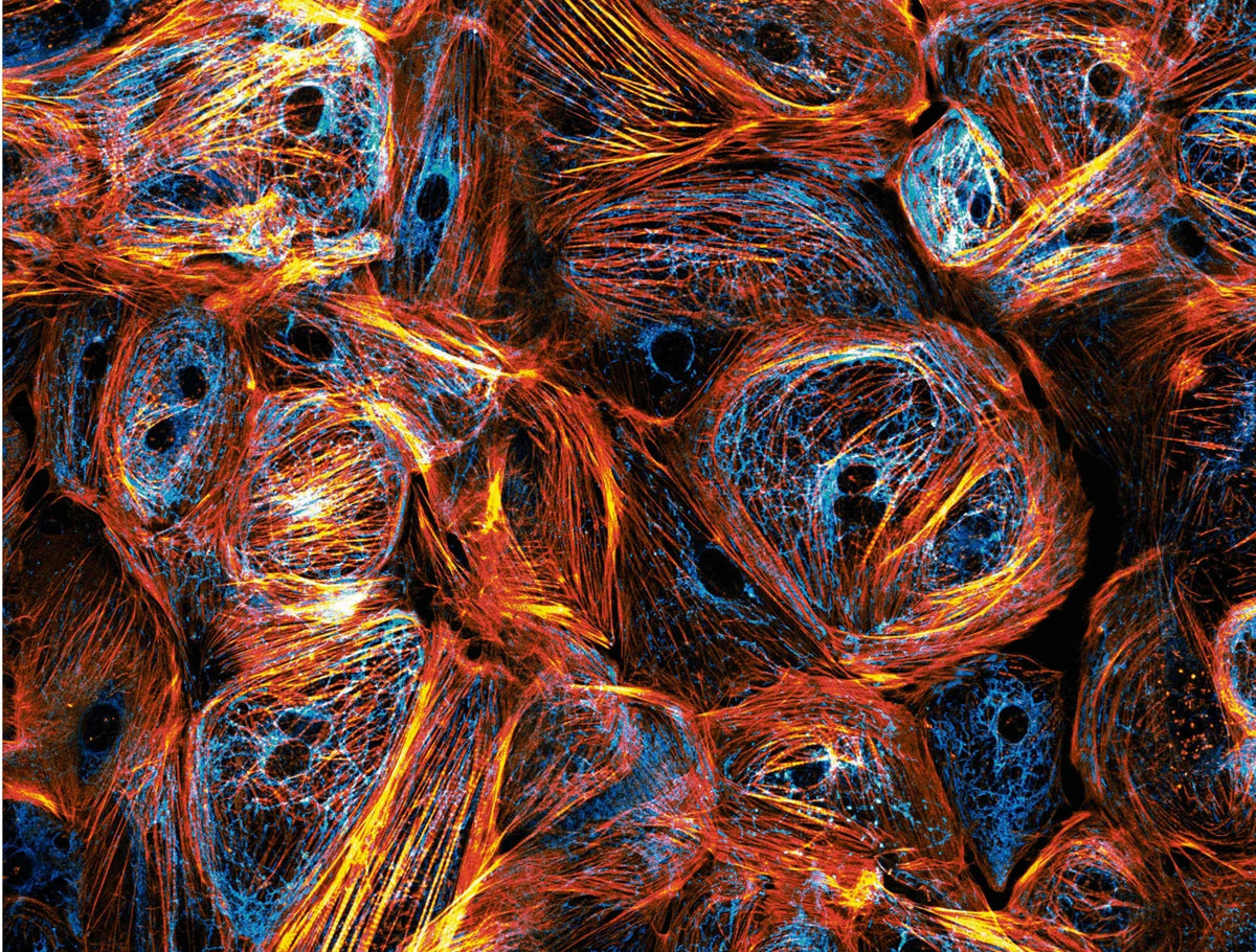 Tạp Chí BBC Science Focus (USA) Magazine #January 2025