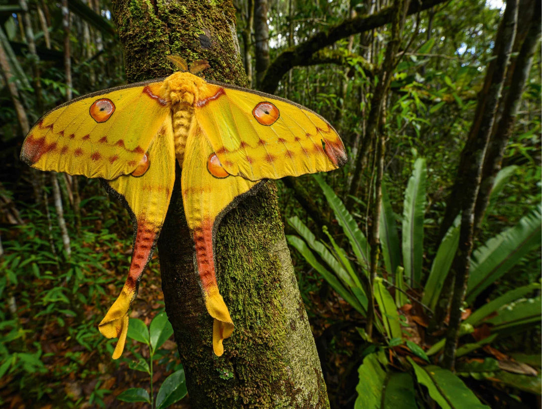 Tạp Chí BBC Science Focus (USA) Magazine #January 2025