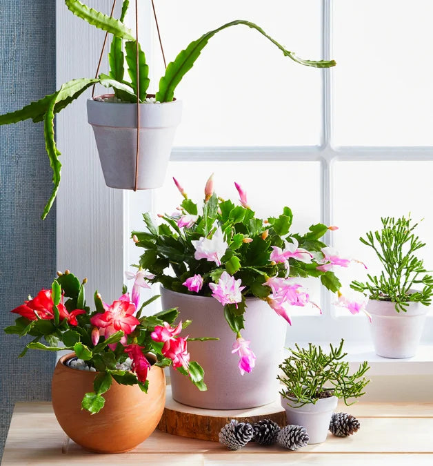 Tạp Chí Better Homes & Gardens (USA) Magazine #December 2025-Kallos