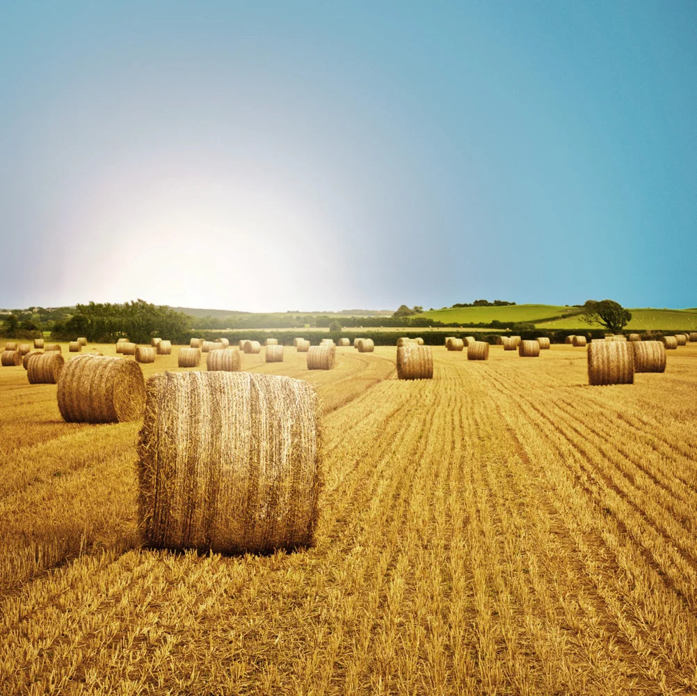 Tạp Chí Country Living (UK) Magazine #August 2025