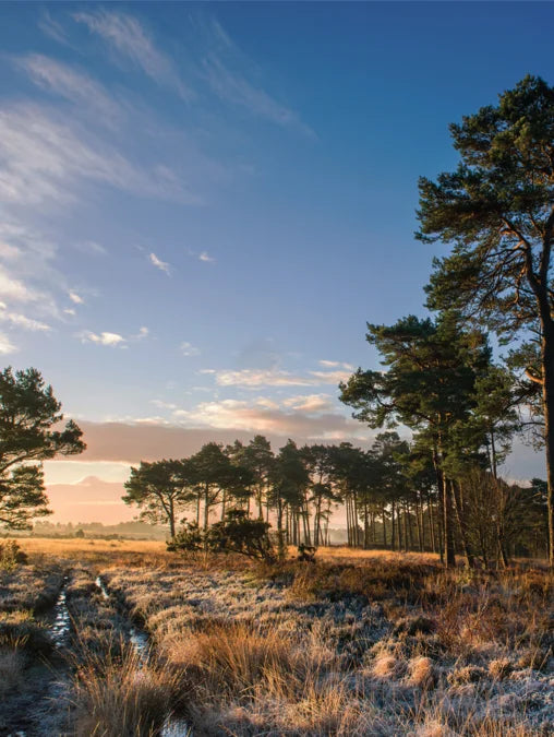 Tạp Chí Country Living (UK) Magazine #January 2026