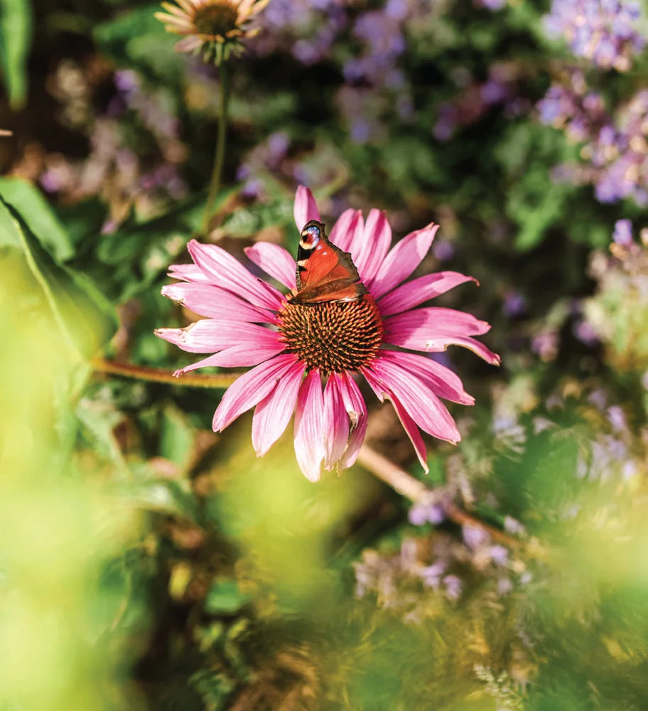 Tạp Chí Country Living (UK) Magazine #June 2025-Kallos