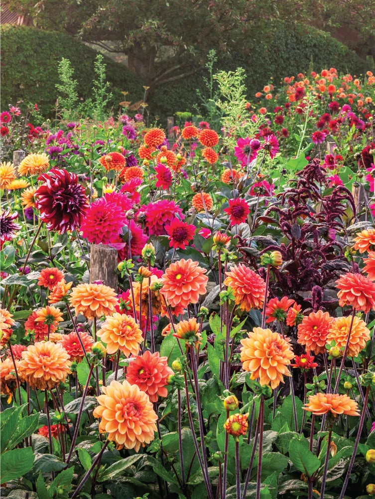 Tạp Chí Country Living (UK) Magazine #June 2025