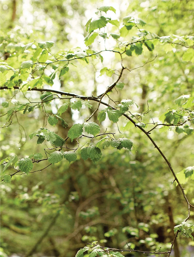 Tạp Chí Country Living (UK) Magazine #June 2025