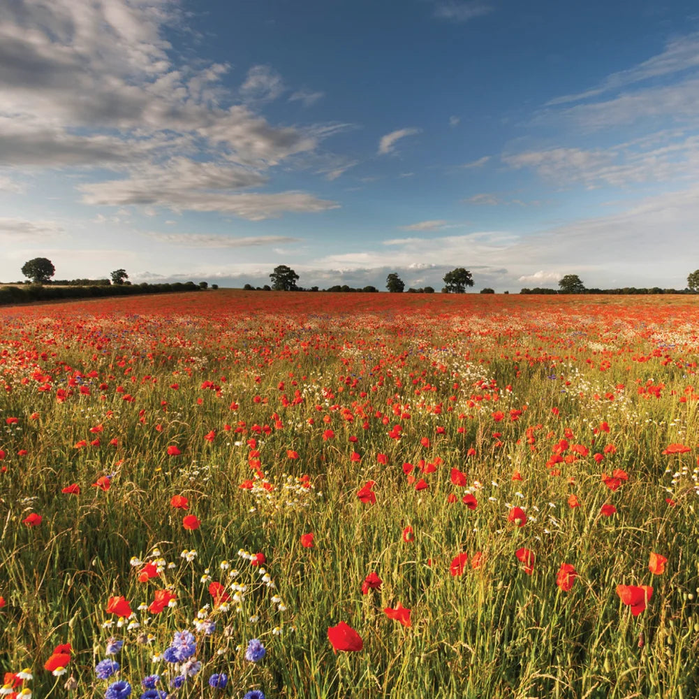 Tạp Chí Country Living (UK) Magazine #May 2025-Kallos