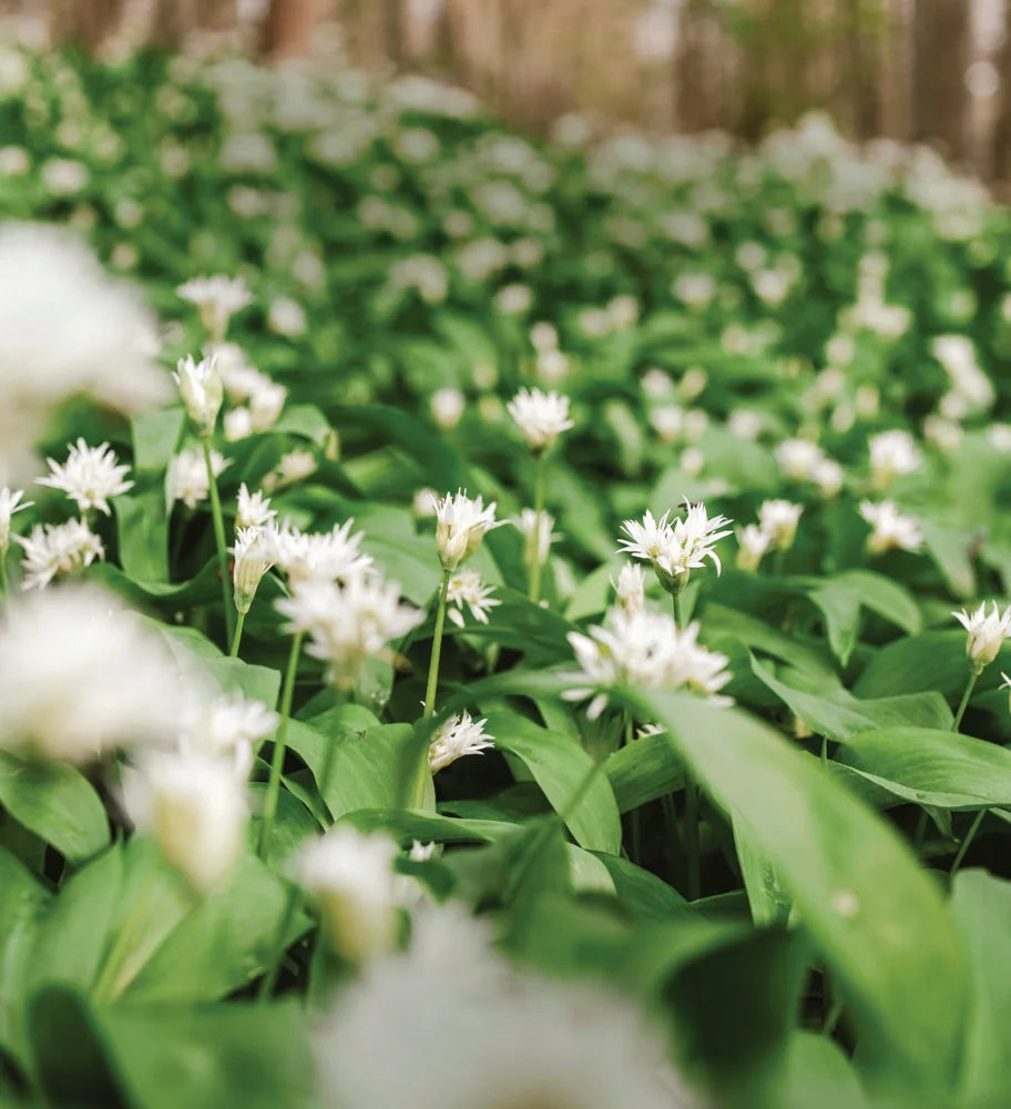 Tạp Chí Country Living (UK) Magazine #May 2025