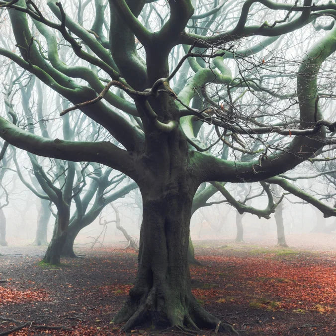 Tạp Chí Country Living (UK) Magazine #November 2025