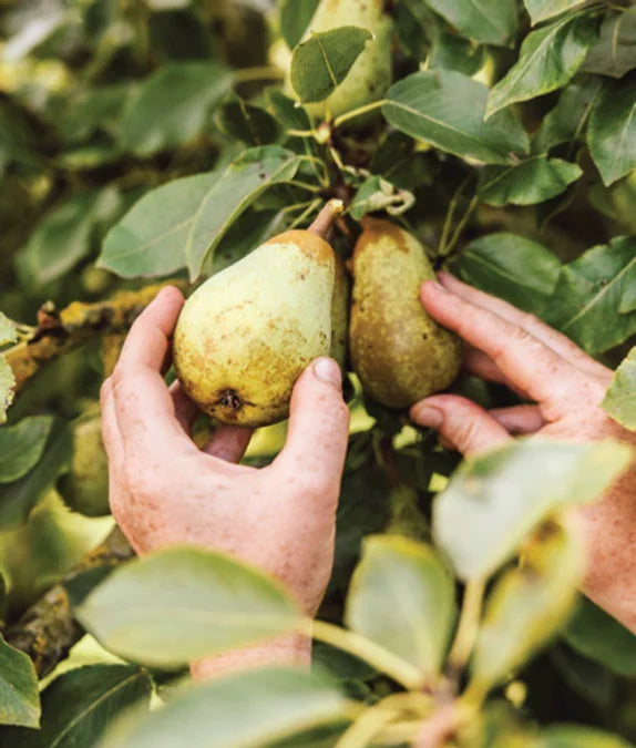 Tạp Chí Country Living (UK) Magazine #November 2025