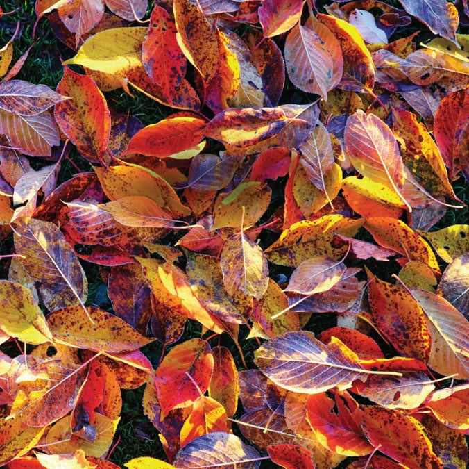 Tạp Chí Country Living (UK) Magazine #October 2025-Kallos