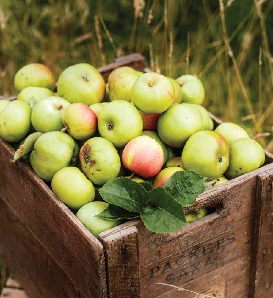 Tạp Chí Country Living (UK) Magazine #September 2025