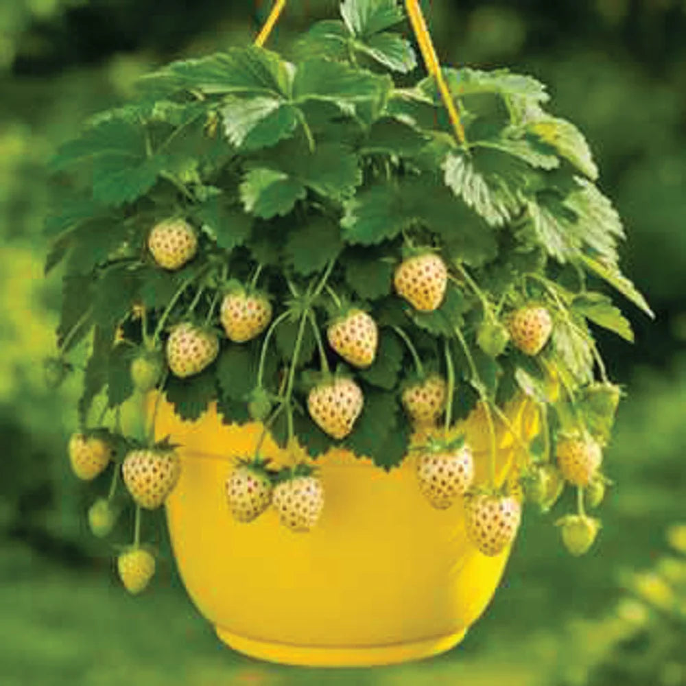 Tạp Chí Good Food (UK) Magazine #July 2025