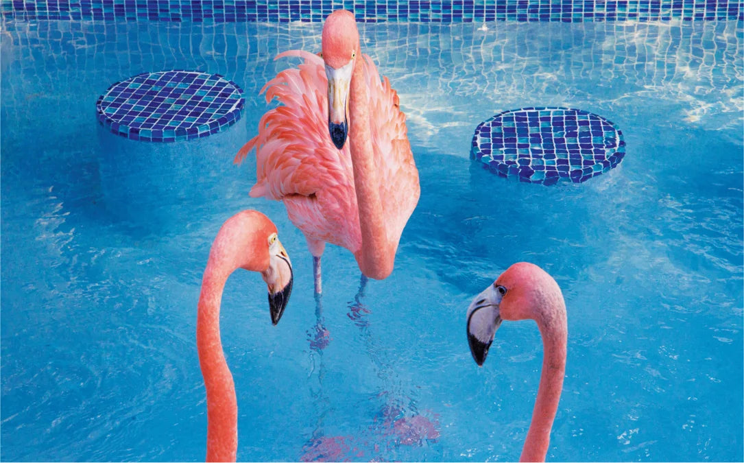 Tạp Chí National Geographic Kids Magazine #August 2025