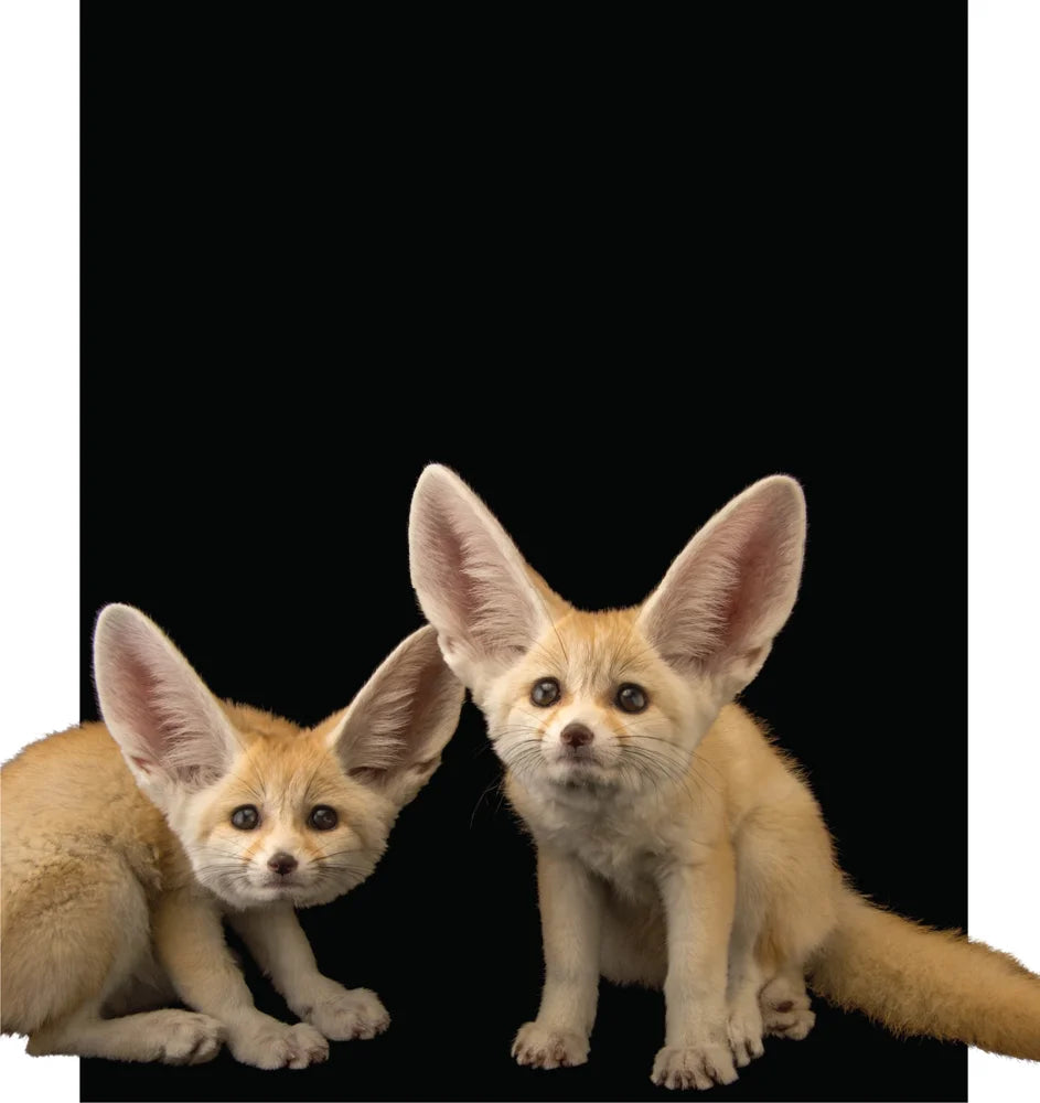 Tạp Chí National Geographic Kids Magazine #August 2025