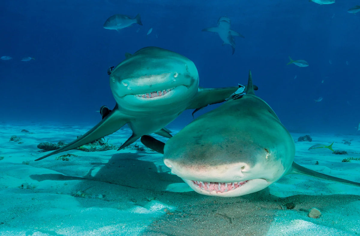 Tạp Chí National Geographic Kids Magazine #August 2025