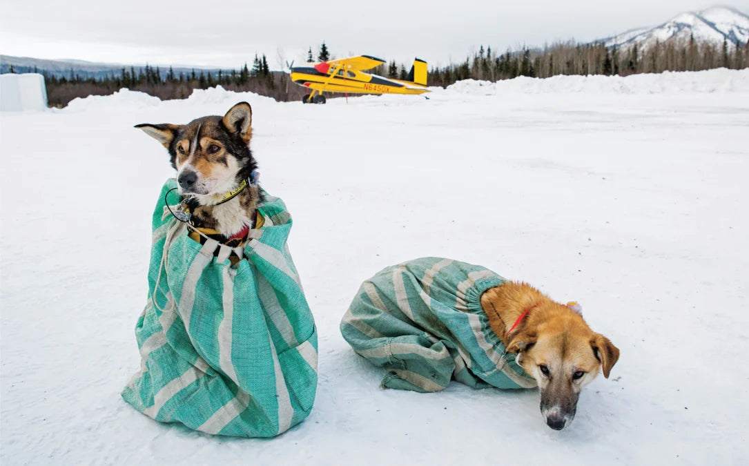 Tạp Chí National Geographic Kids Magazine #December 2025 / January 2026