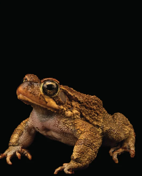 Tạp Chí National Geographic Kids Magazine #December 2025 / January 2026