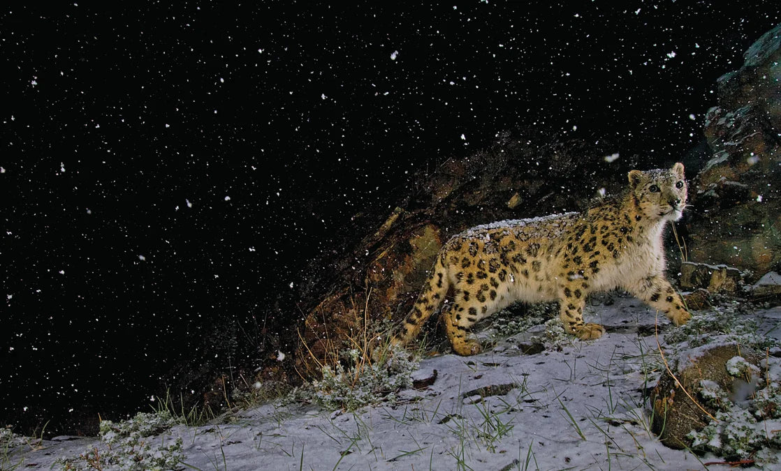 Tạp Chí National Geographic Kids Magazine #December 2025 / January 2026