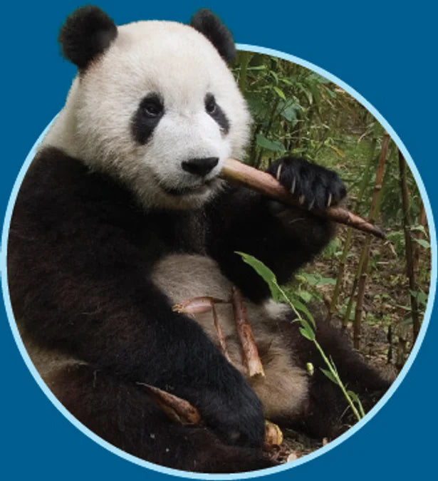 Tạp Chí National Geographic Kids Magazine #December 2025 / January 2026