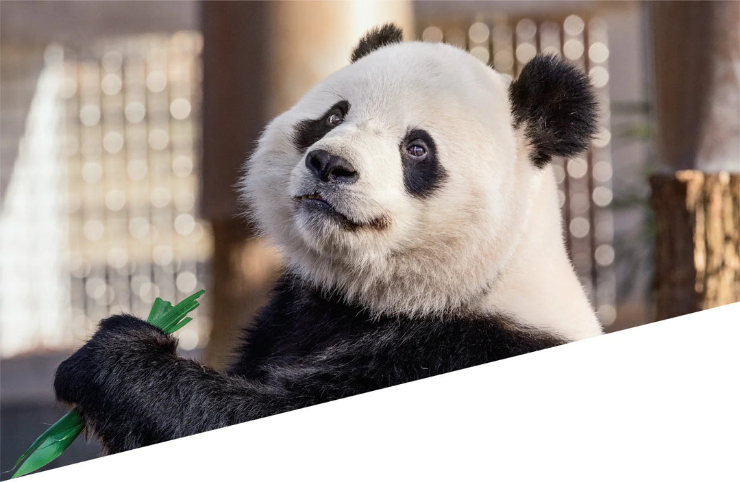Tạp Chí National Geographic Kids Magazine #June / July 2025