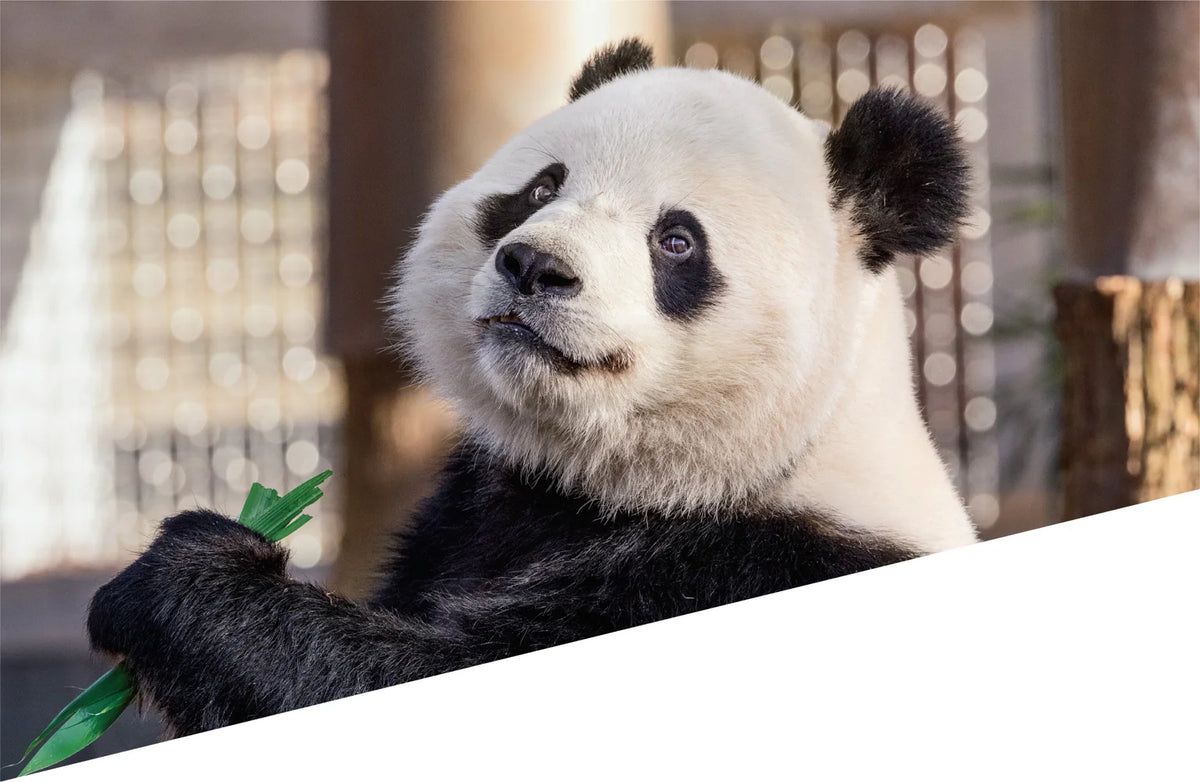 Tạp Chí National Geographic Kids Magazine #June / July 2025