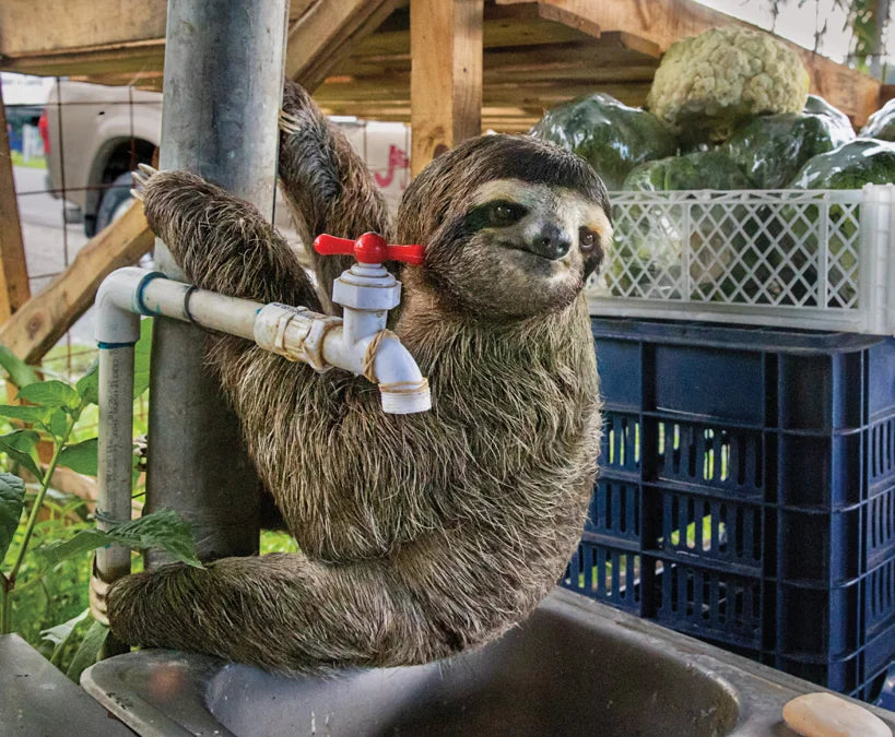 Tạp Chí National Geographic Kids Magazine #November 2025