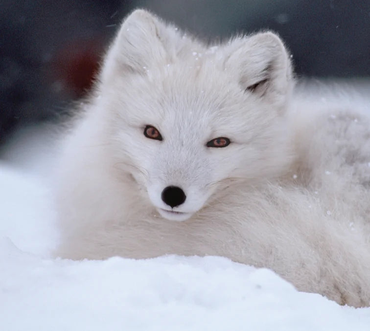 Tạp Chí National Geographic Kids Magazine #November 2025