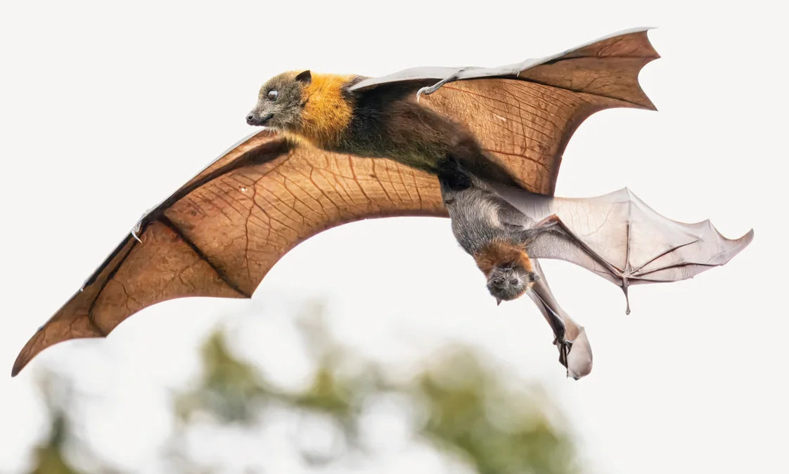 Tạp Chí National Geographic Kids Magazine #October 2025