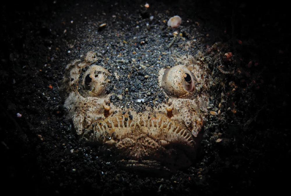 Tạp Chí National Geographic Kids Magazine #October 2025