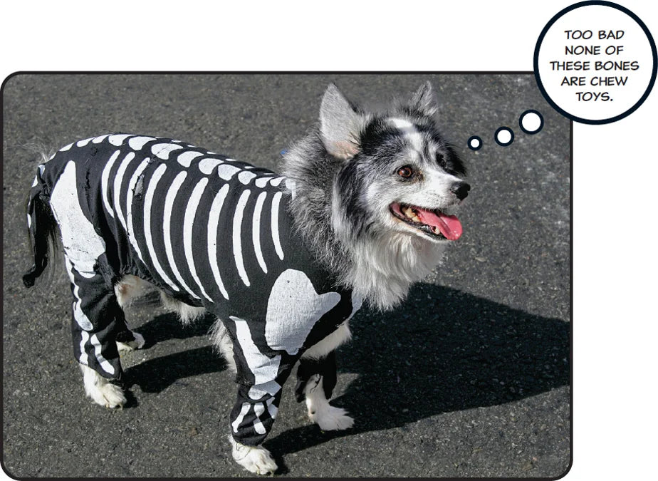 Tạp Chí National Geographic Kids Magazine #October 2025