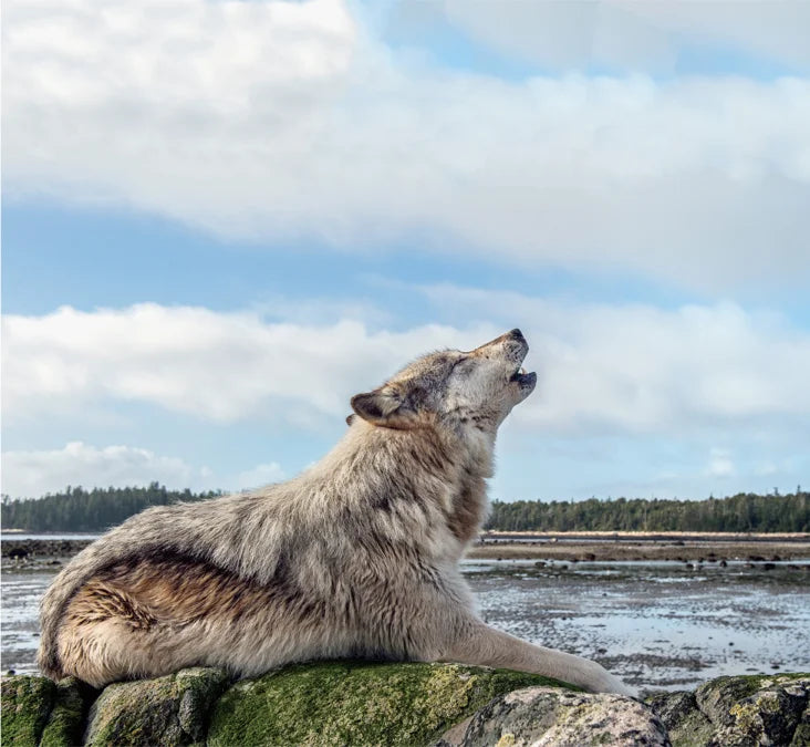 Tạp Chí National Geographic Kids Magazine #October 2025