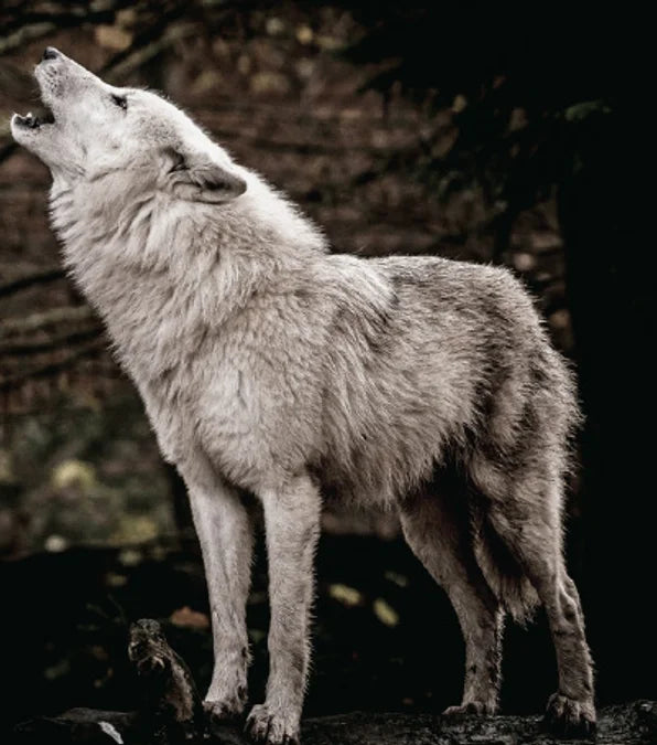 Tạp Chí National Geographic Kids Magazine #October 2025