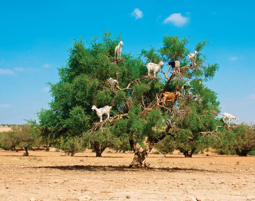 Tạp Chí National Geographic Kids Magazine #October 2025