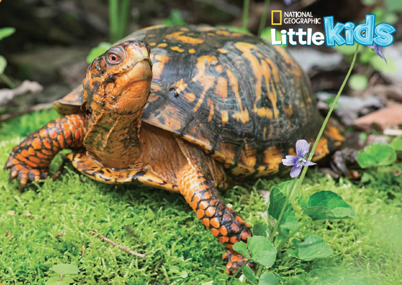 Tạp Chí National Geographic Little Kids Magazine #July / August 2025-Kallos