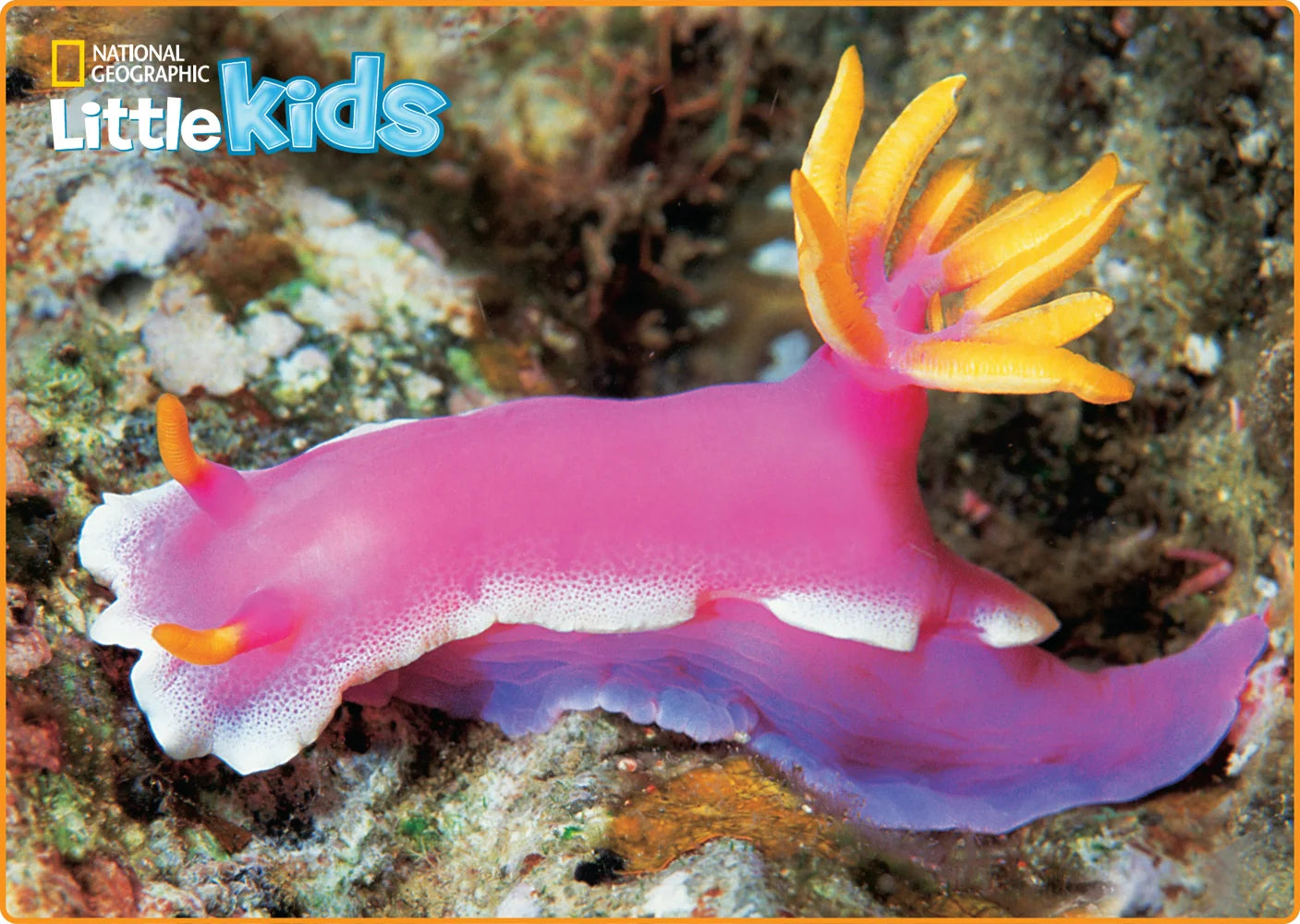 Tạp Chí National Geographic Little Kids Magazine #May / June 2025-Kallos