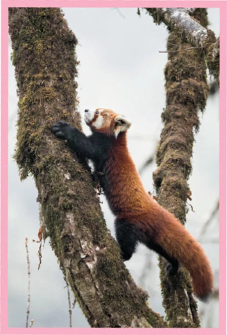 Tạp Chí National Geographic Little Kids Magazine #November / December 2025