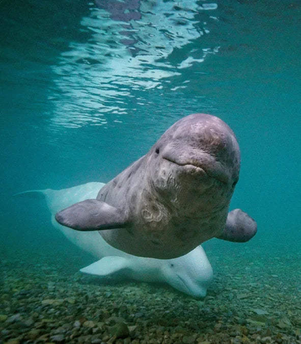 Tạp Chí National Geographic Little Kids Magazine #November / December 2025