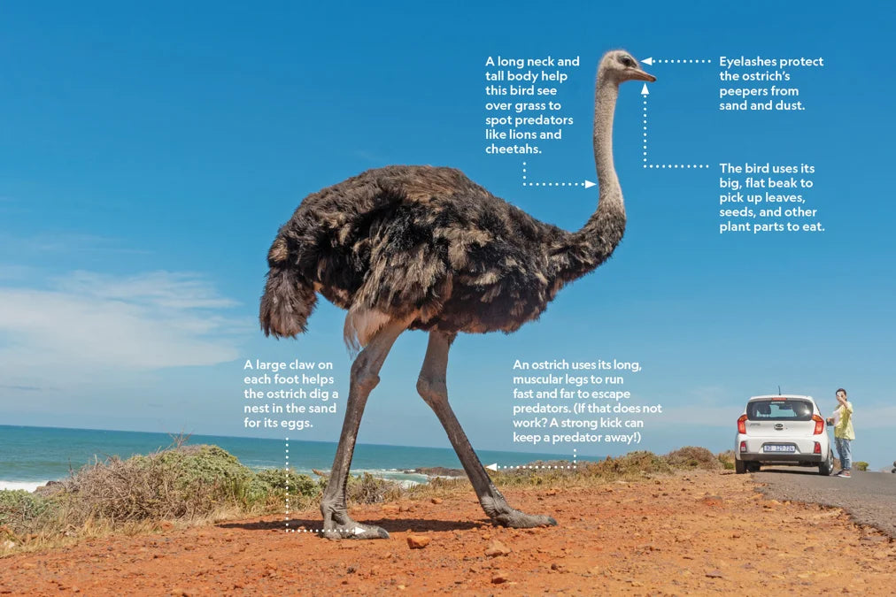 Tạp Chí National Geographic Little Kids Magazine #November / December 2025