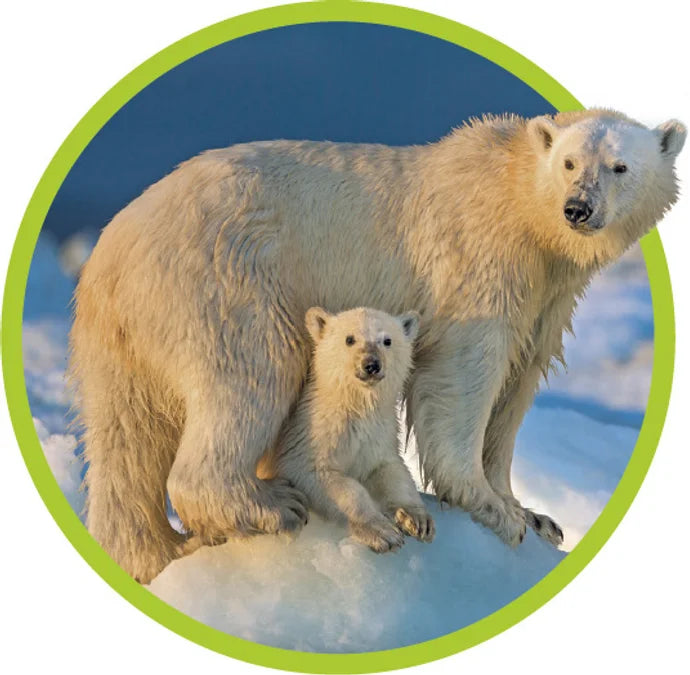 Tạp Chí National Geographic Little Kids Magazine #November / December 2025