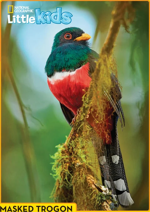 Tạp Chí National Geographic Little Kids Magazine #November / December 2025