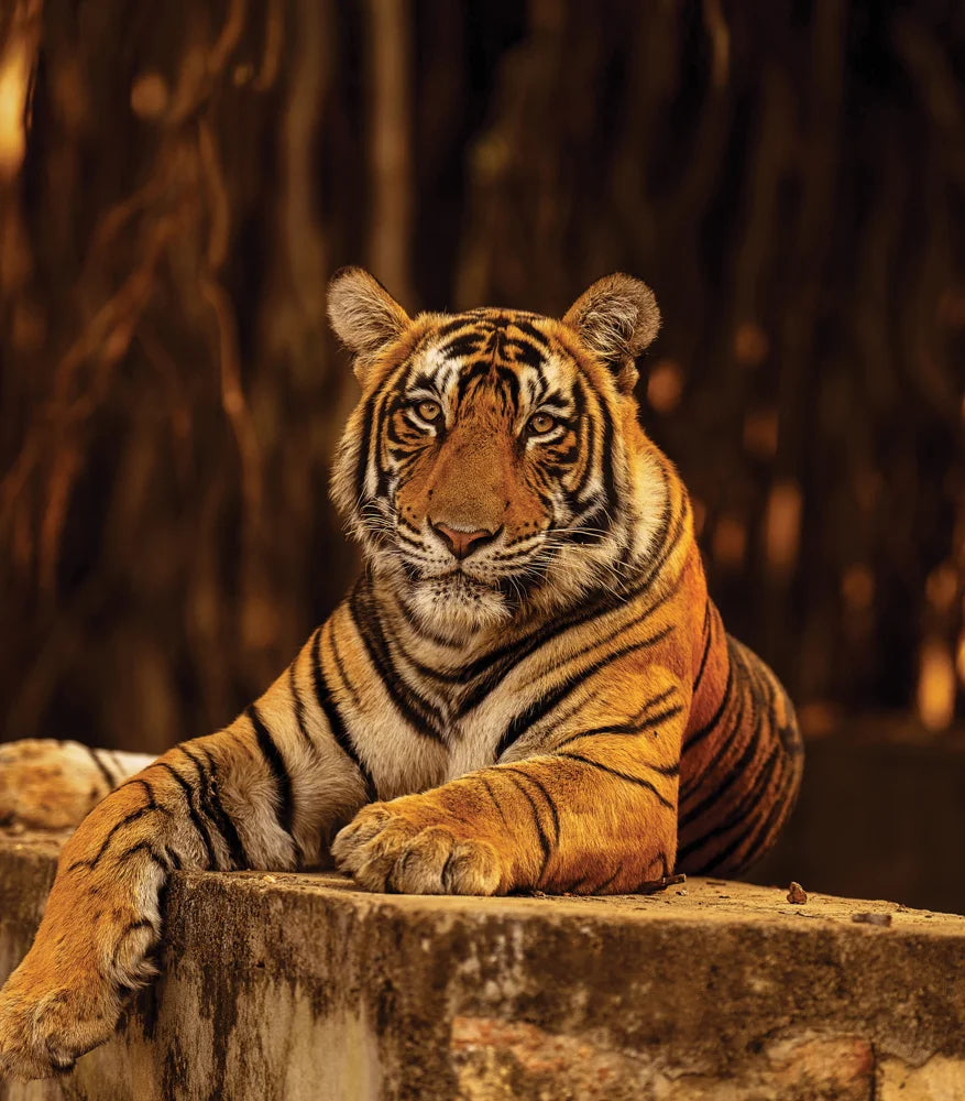 Tạp Chí National Geographic Magazine #August 2025