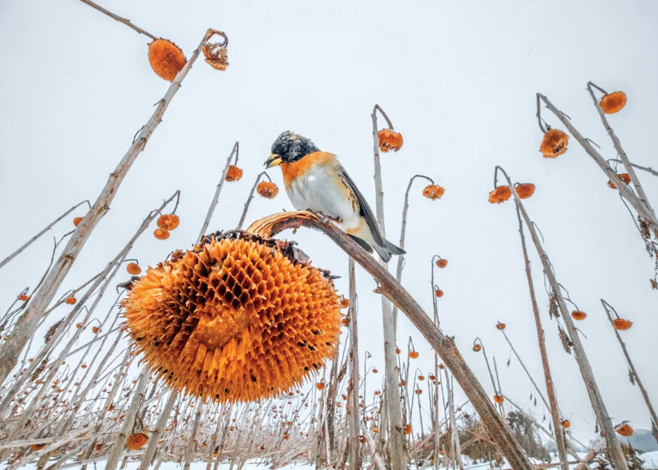 Tạp Chí National Geographic Magazine #November 2025