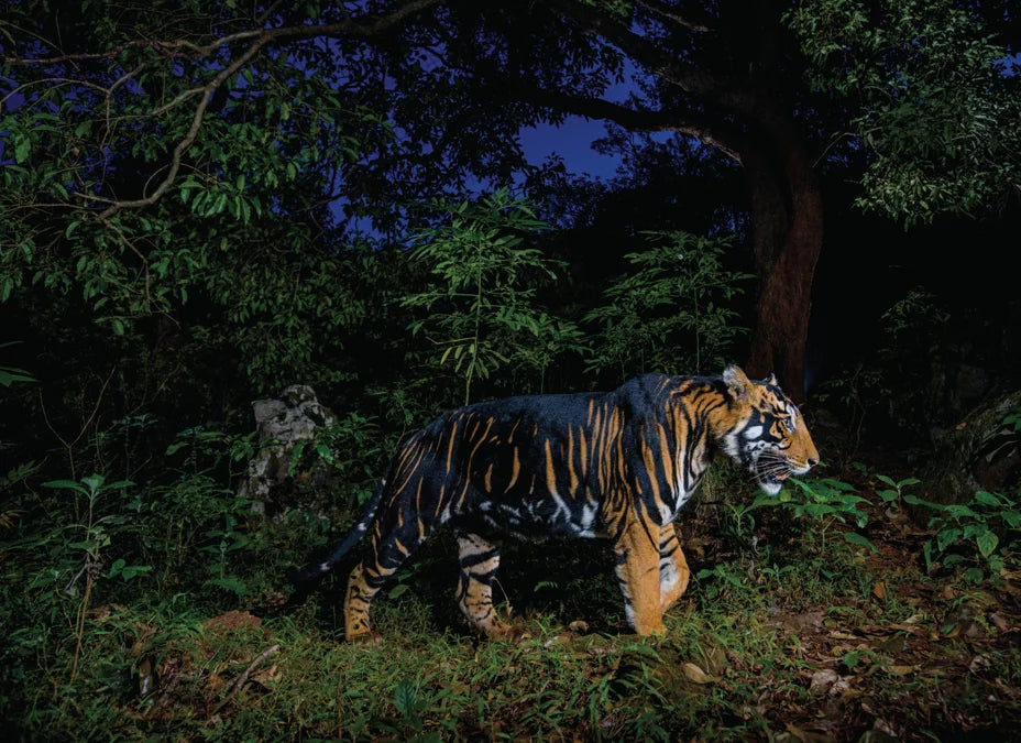 Tạp Chí National Geographic Magazine #October 2025